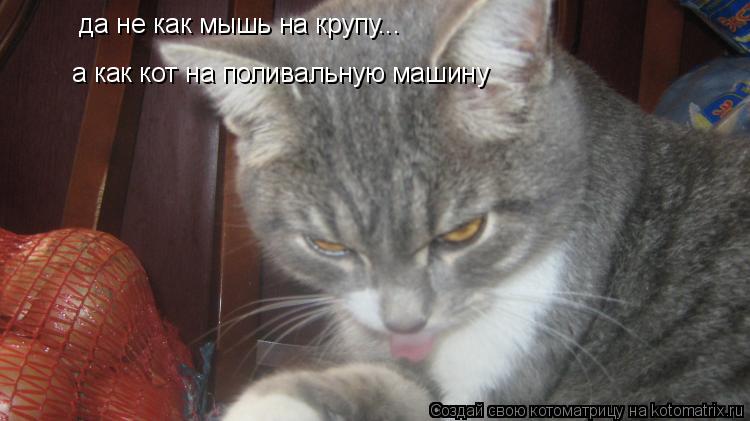 да не как мышь на крупу... а как кот на поливальную машину... Котоматрица: да не как мышь на крупу... а как кот на поливальную машину