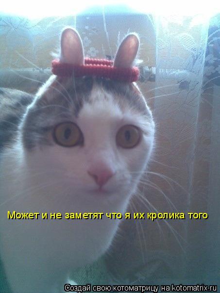 Может и не заметят что я их кролика того... Котоматрица: Может и не заметят что я их кролика того