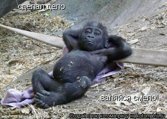 сделал дело валяйся смело!... Котоматрица: сделал дело валяйся смело!