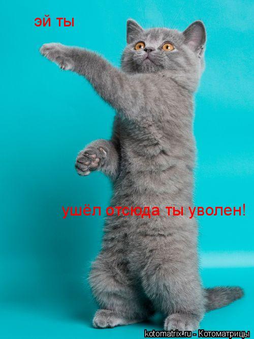 эй ты ушёл отсюда ты уволен!... Котоматрица: эй ты ушёл отсюда ты уволен!