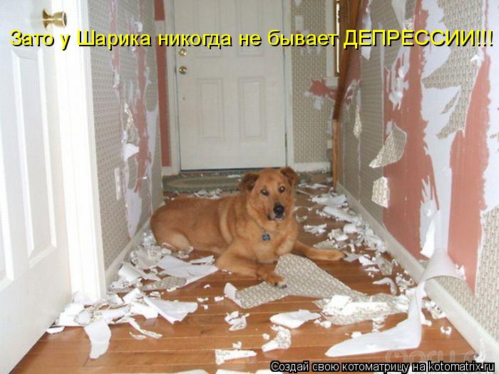 Зато у Шарика никогда не бывает ДЕПРЕССИИ!!!... Котоматрица: Зато у Шарика никогда не бывает ДЕПРЕССИИ!!!