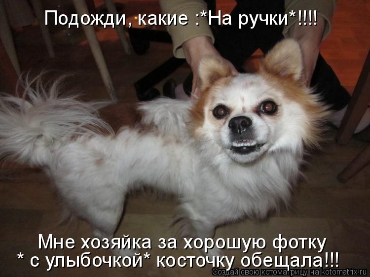 Подожди, какие :*На ручки*!!!! * с улыбочкой* косточку обещала!!! Мне хозяйка за хорошую фотку... Котоматрица: Подожди, какие :*На ручки*!!!! * с улыбочкой* косточку обещала!!! Мне хозяйка за хорошую фотку