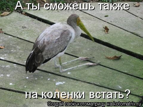 А ты сможешь также на коленки встать?... Котоматрица: А ты сможешь также на коленки встать?