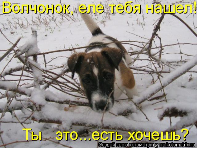 Ты это...есть хочешь? Волчонок, еле тебя нашел!... Котоматрица: Ты это...есть хочешь? Волчонок, еле тебя нашел!