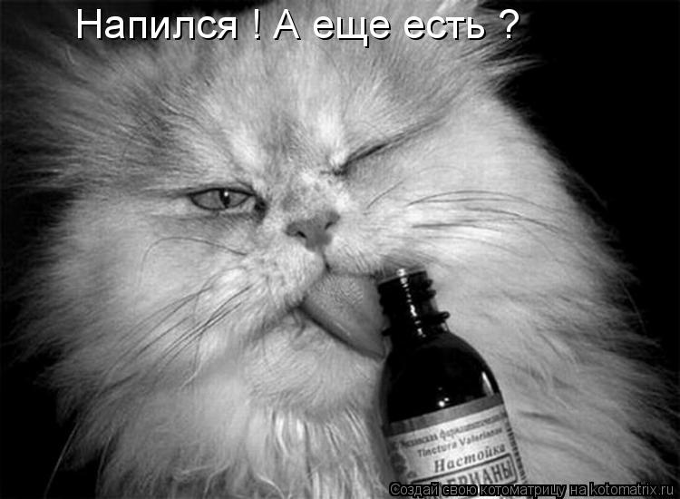 Напился ! А еще есть ?... Котоматрица: Напился ! А еще есть ?