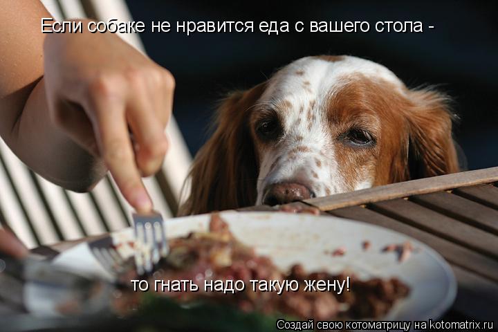 Если собаке не нравится еда с вашего стола - то гнать надо такую жену!... Котоматрица: Если собаке не нравится еда с вашего стола - то гнать надо такую жену!