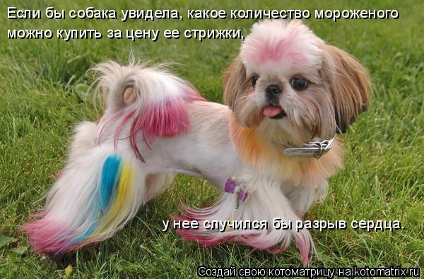 Если бы собака увидела, какое количество мороженого можно купить за цену ее стрижки, у нее случился б... Котоматрица: Если бы собака увидела, какое количество мороженого можно купить за цену ее стрижки, у нее случился бы разрыв сердца.