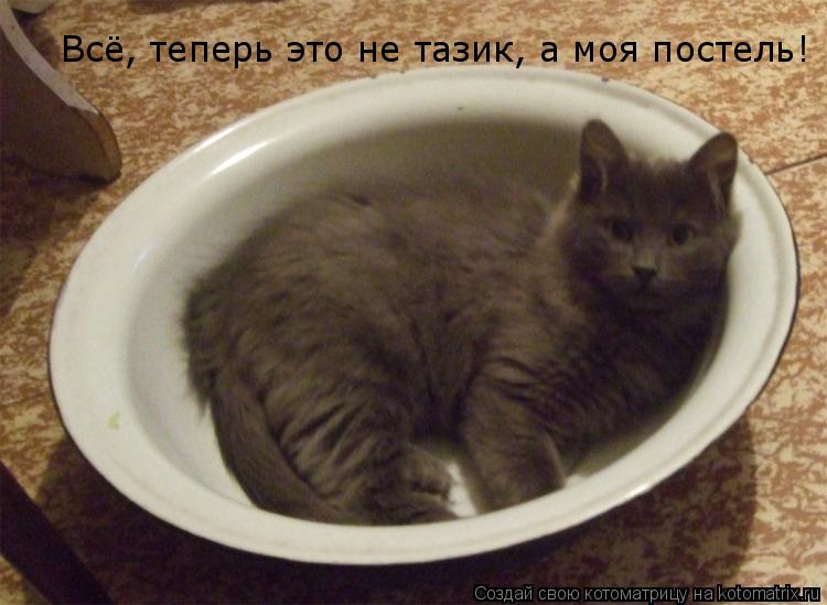 Всё, теперь это не тазик, а моя постель!... Котоматрица: Всё, теперь это не тазик, а моя постель!