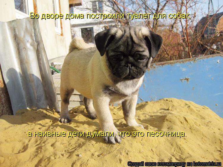Во дворе дома построили туалет для собак, а наивные дети думали, что это песочница.... Котоматрица: Во дворе дома построили туалет для собак, а наивные дети думали, что это песочница.