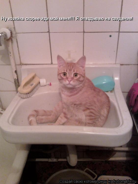Ну хозяйка скорее иди мой меня!!! Я опаздываю на свидание!... Котоматрица: Ну хозяйка скорее иди мой меня!!! Я опаздываю на свидание!