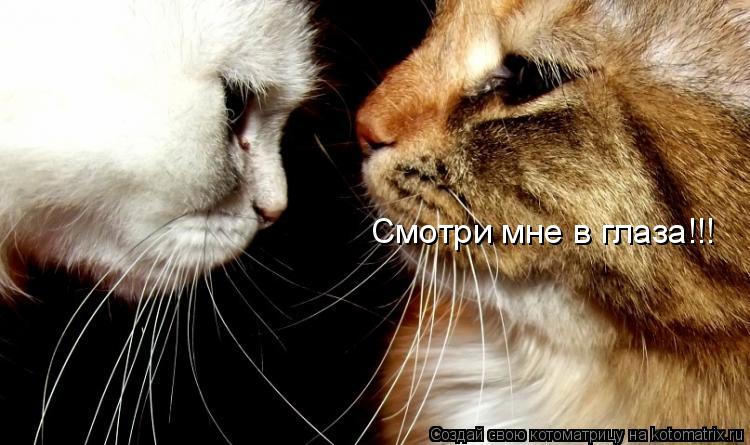 Смотри мне в глаза!!!... Котоматрица: Смотри мне в глаза!!!