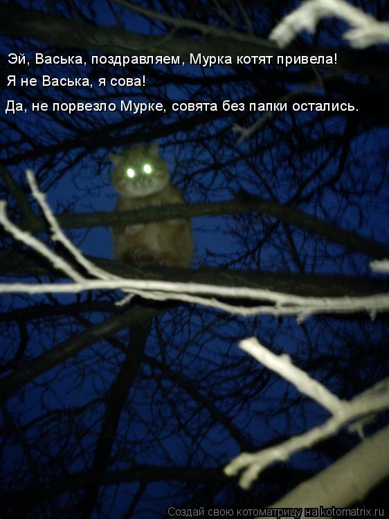 Эй, Васька, поздравляем, Мурка котят привела! Я не Васька, я сова! Да, не порвезло Мурке, совята без ... Котоматрица: Эй, Васька, поздравляем, Мурка котят привела! Я не Васька, я сова! Да, не порвезло Мурке, совята без папки остались.