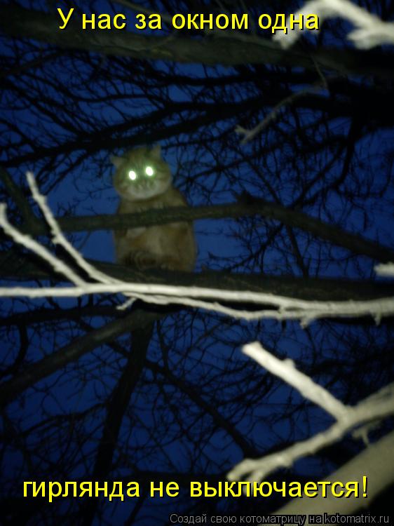 У нас за окном одна гирлянда не выключается!... Котоматрица: У нас за окном одна гирлянда не выключается!