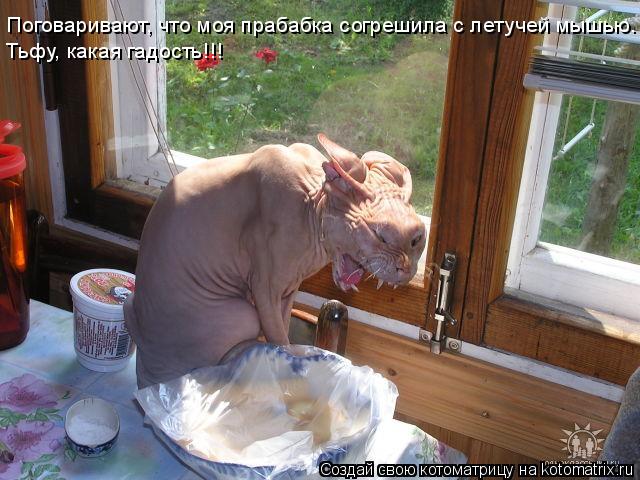 Поговаривают, что моя прабабка согрешила с летучей мышью. Тьфу, какая гадость!!!... Котоматрица: Поговаривают, что моя прабабка согрешила с летучей мышью. Тьфу, какая гадость!!!