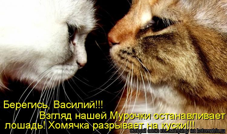 Берегись, Василий!!! Взгляд нашей Мурочки останавливает лошадь! Хомячка разрывает на куски!!!... Котоматрица: Берегись, Василий!!! Взгляд нашей Мурочки останавливает лошадь! Хомячка разрывает на куски!!!