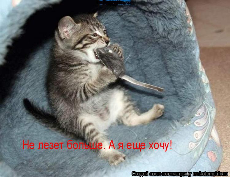 Не лезет больше. А я еще хочу!... Котоматрица: Не лезет больше. А я еще хочу!