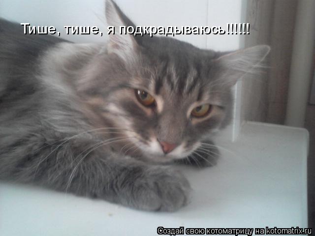 Тише, тише, я подкрадываюсь!!!!!!... Котоматрица: Тише, тише, я подкрадываюсь!!!!!!