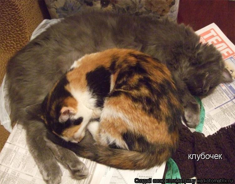 клубочек... Котоматрица: клубочек