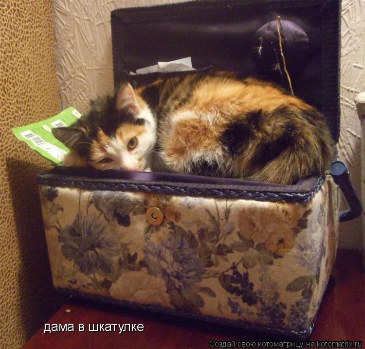 дама в шкатулке... Котоматрица: дама в шкатулке