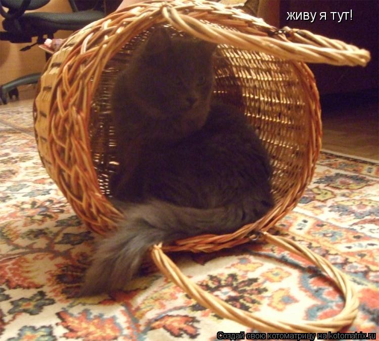 живу я тут!... Котоматрица: живу я тут!