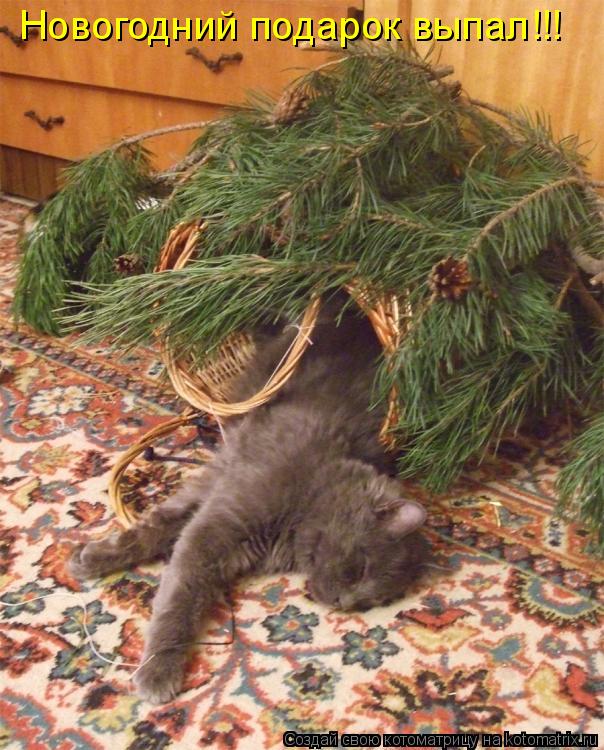 Новогодний подарок выпал!!!... Котоматрица: Новогодний подарок выпал!!!