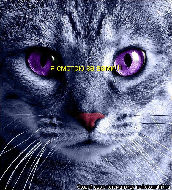 я смотрю за вами!!!... Котоматрица: я смотрю за вами!!!