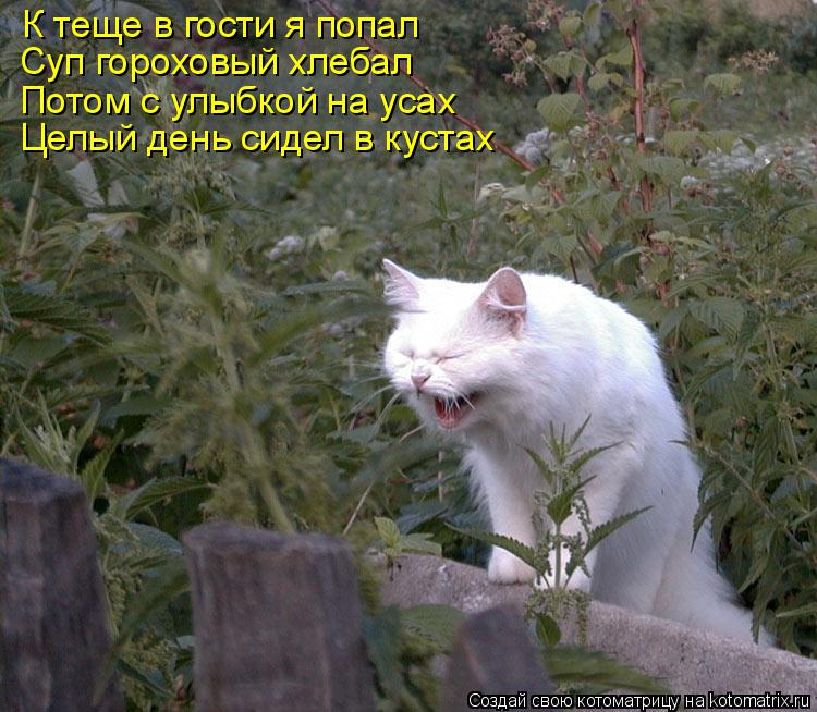 К теще в гости я попал Суп гороховый хлебал Потом с улыбкой на усах Целый день сидел в кустах... Котоматрица: К теще в гости я попал Суп гороховый хлебал Потом с улыбкой на усах Целый день сидел в кустах