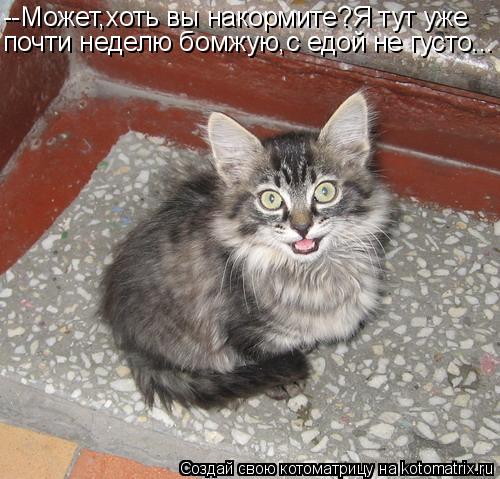 --Может,хоть вы накормите?Я тут уже почти неделю бомжую,с едой не густо...... Котоматрица: --Может,хоть вы накормите?Я тут уже почти неделю бомжую,с едой не густо...