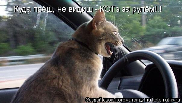 Куда прёш, не видиш - КОТэ за рулём!!!... Котоматрица: Куда прёш, не видиш - КОТэ за рулём!!!