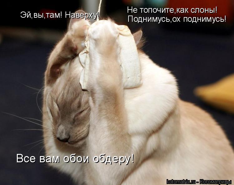 Эй,вы,там! Наверху! Не топочите,как слоны! Поднимусь,ох поднимусь! Все вам обои обдеру!... Котоматрица: Эй,вы,там! Наверху! Не топочите,как слоны! Поднимусь,ох поднимусь! Все вам обои обдеру!