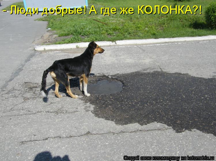 - Люди добрые! А где же КОЛОНКА?!... Котоматрица: - Люди добрые! А где же КОЛОНКА?!