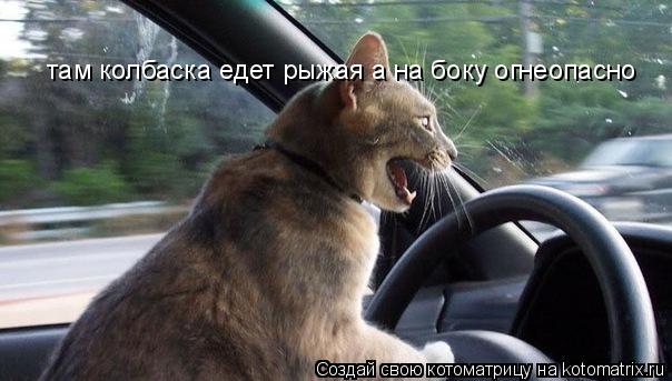 там колбаска едет рыжая а на боку огнеопасно... Котоматрица: там колбаска едет рыжая а на боку огнеопасно