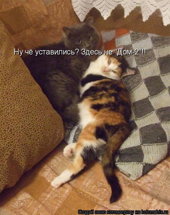 Ну чё уставились? Здесь не "Дом-2"!!... Котоматрица: Ну чё уставились? Здесь не "Дом-2"!!