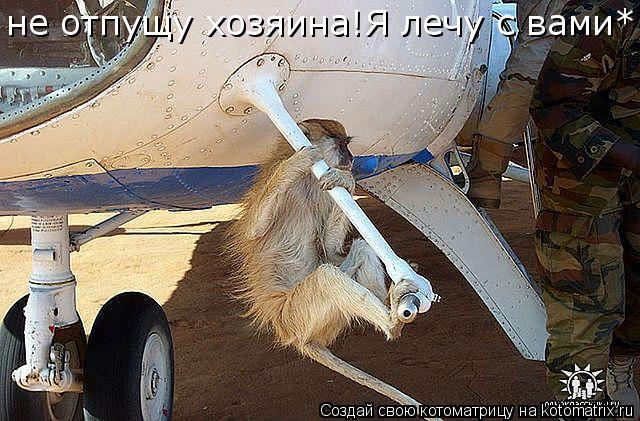 не отпущу хозяина!Я лечу с вами*... Котоматрица: не отпущу хозяина!Я лечу с вами*