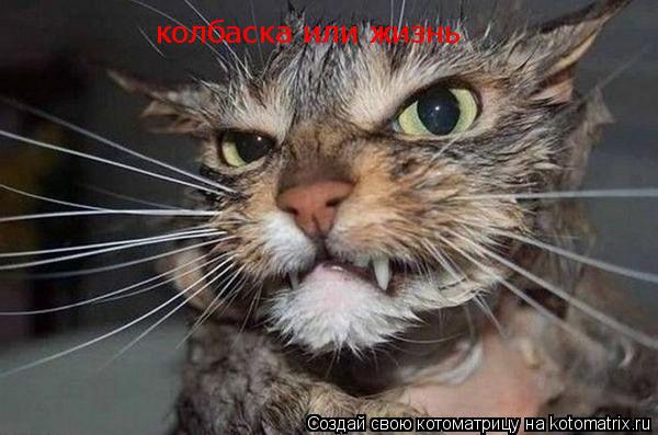 колбаска или жизнь... Котоматрица: колбаска или жизнь