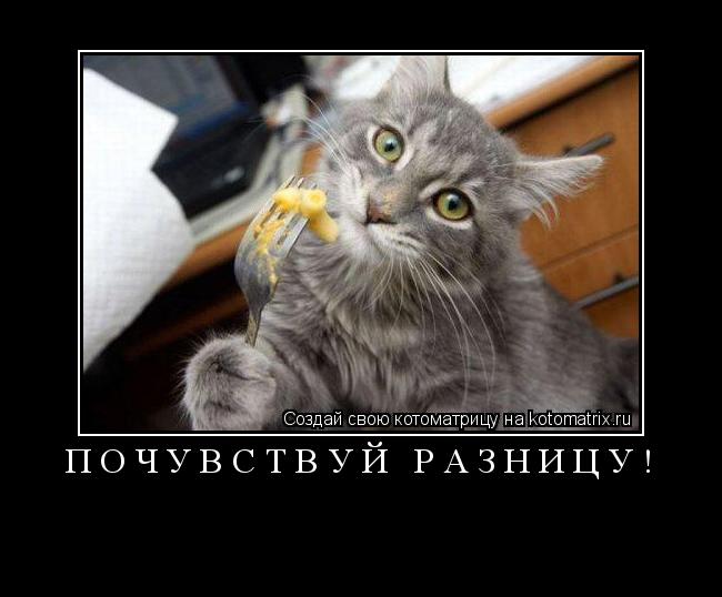 Почувствуй разницу! ... Котоматрица: Почувствуй разницу!