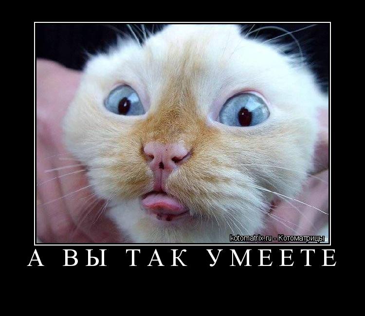 Котоматрица: а вы так умеете 