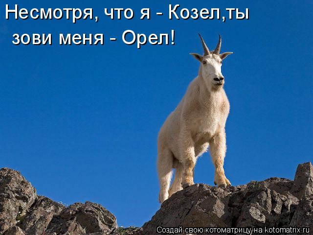 зови меня - Орел! Несмотря, что я - Козел,ты... Котоматрица: зови меня - Орел! Несмотря, что я - Козел,ты