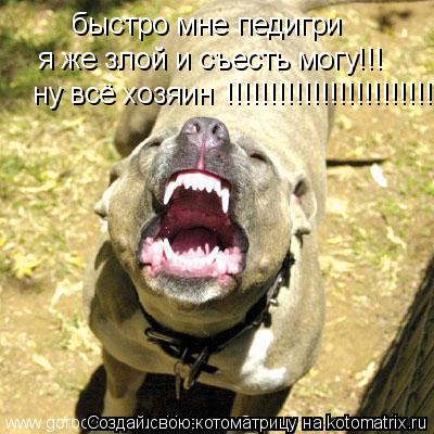 быстро мне педигри я же злой и съесть могу!!! ну всё хозяин !!!!!!!!!!!!!!!!!!!!!!!!... Котоматрица: быстро мне педигри я же злой и съесть могу!!! ну всё хозяин !!!!!!!!!!!!!!!!!!!!!!!!