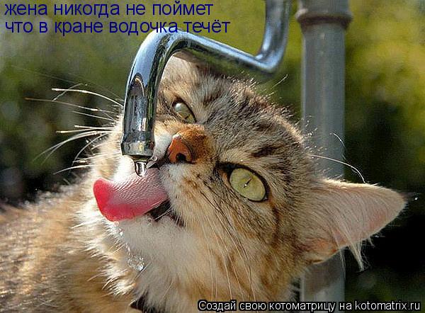 жена никогда не поймет что в кране водочка течёт... Котоматрица: жена никогда не поймет что в кране водочка течёт