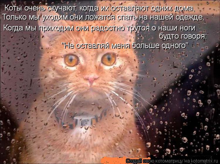 Коты очень скучают, когда их оставляют одних дома, Только мы уходим они ложатся спать на нашей одежд... Котоматрица: Коты очень скучают, когда их оставляют одних дома, Только мы уходим они ложатся спать на нашей одежде, Когда мы приходим они радостно трутс