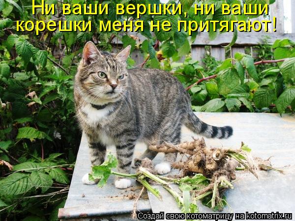 Ни ваши вершки, ни ваши корешки меня не притягают!... Котоматрица: Ни ваши вершки, ни ваши корешки меня не притягают!