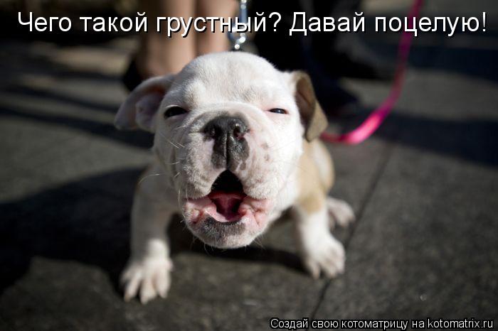 Чего такой грустный? Давай поцелую!... Котоматрица: Чего такой грустный? Давай поцелую!