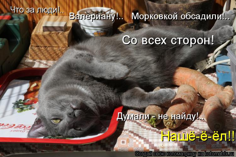Что за люди!.. Со всех сторон! Думали - не найду!.. Валериану!.. Морковкой обсадили!.. Нашё-ё-ёл!!!... Котоматрица: Что за люди!.. Со всех сторон! Думали - не найду!.. Валериану!.. Морковкой обсадили!.. Нашё-ё-ёл!!!