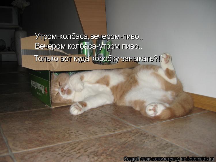 Утром-колбаса,вечером-пиво.. Вечером колбаса-утром пиво.. Только вот куда коробку заныкать?!!... Котоматрица: Утром-колбаса,вечером-пиво.. Вечером колбаса-утром пиво.. Только вот куда коробку заныкать?!!