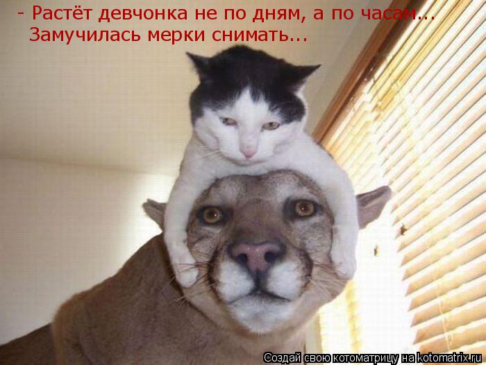 - Растёт девчонка не по дням, а по часам... Замучилась мерки снимать...... Котоматрица: - Растёт девчонка не по дням, а по часам... Замучилась мерки снимать...