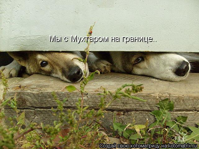 Мы с Мухтаром на границе..... Котоматрица: Мы с Мухтаром на границе..