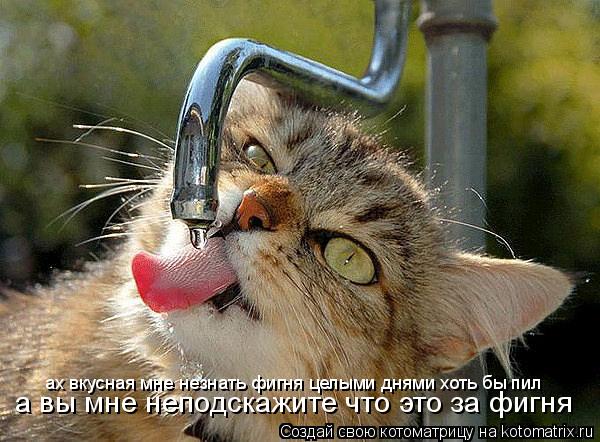 ах вкусная мне незнать фигня целыми днями хоть бы пил а вы мне неподскажите что это за фигня а вы мне... Котоматрица: ах вкусная мне незнать фигня целыми днями хоть бы пил а вы мне неподскажите что это за фигня а вы мне неподскажите что это за фигня ах вкусна