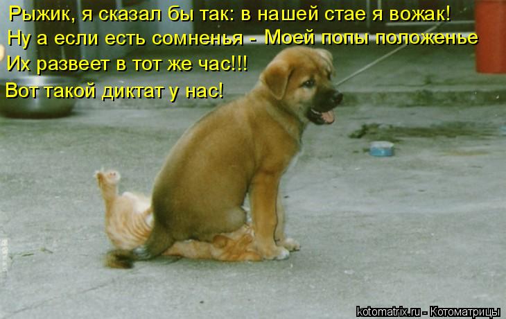 Ну а если есть сомненья - Моей попы положенье Их развеет в тот же час!!! Рыжик, я сказал бы так: в н... Котоматрица: Ну а если есть сомненья - Моей попы положенье Их развеет в тот же час!!! Рыжик, я сказал бы так: в нашей стае я вожак! Вот такой диктат у нас!