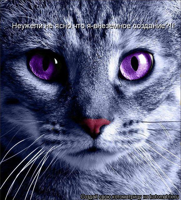 Неужели не ясно,что я-внеземное создание?!!... Котоматрица: Неужели не ясно,что я-внеземное создание?!!